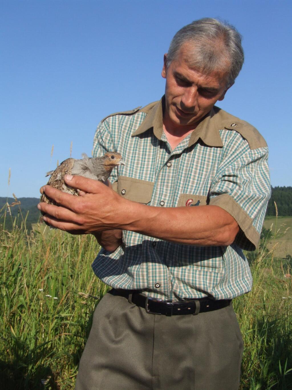 jarabica poľná