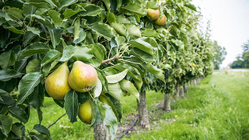 Ak chcete plody využiť na výrobu destilátu,  vyberajte zo sortimentu letných odrôd, ktoré sú mäkké, aromatické a veľmi vhodné na pálenie.