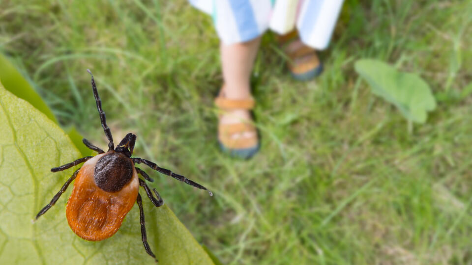 Dangerous,Deer,Tick,And,Small,Child,Legs,In,Summer,Shoes