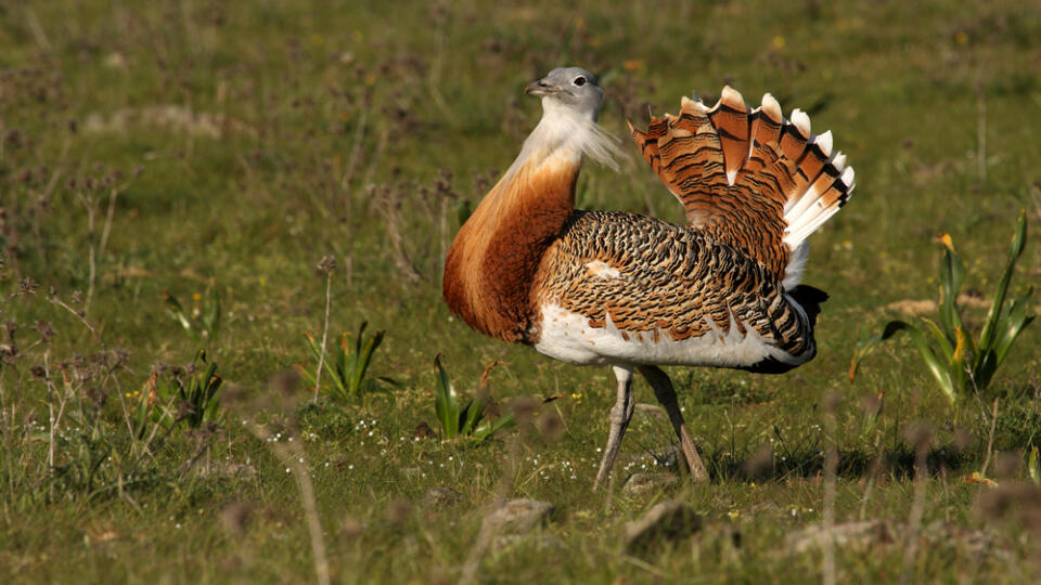 Adult,Male,Great,Bustard,In,The,Early,Morning,In,The