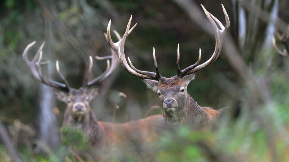 Jeleň lesný (Cervus elaphus)