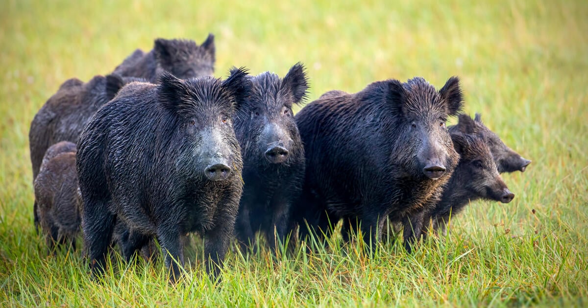 La Saxe prend des mesures drastiques contre les sangliers à cause de la peste porcine