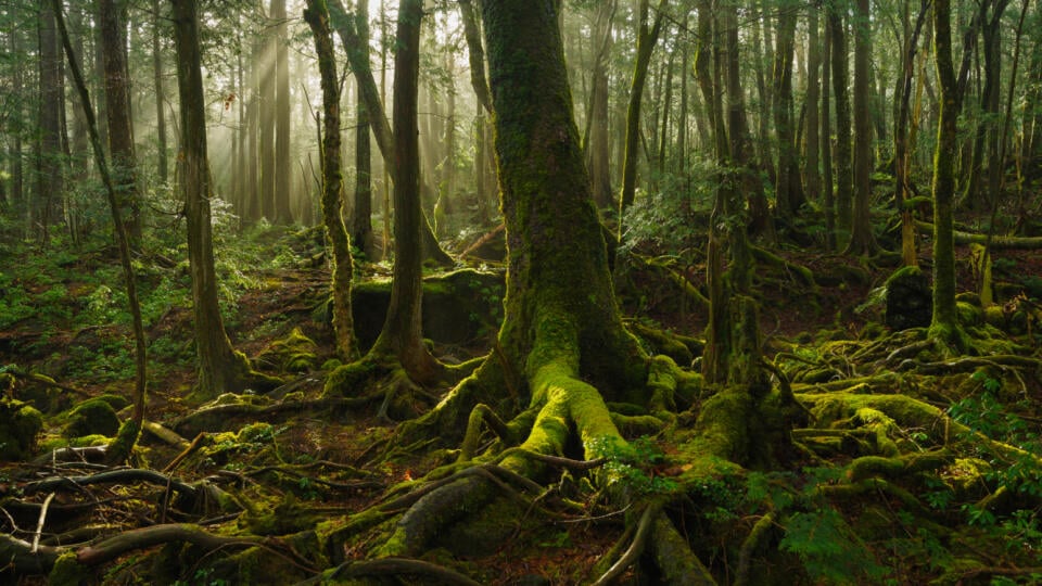 Aokigahara - les, ktorý vznikol na mieste, kde vybuchla sopka Fuji.