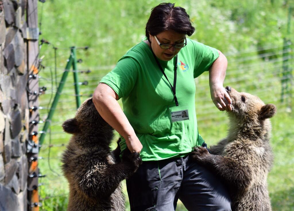 Na snímke polročné mláďatá medveďa hnedého Máša a Filip, ktoré predstavila ZOO Košice 22. júla 2020 v Košiciach. FOTO TASR - Roman Hanc
