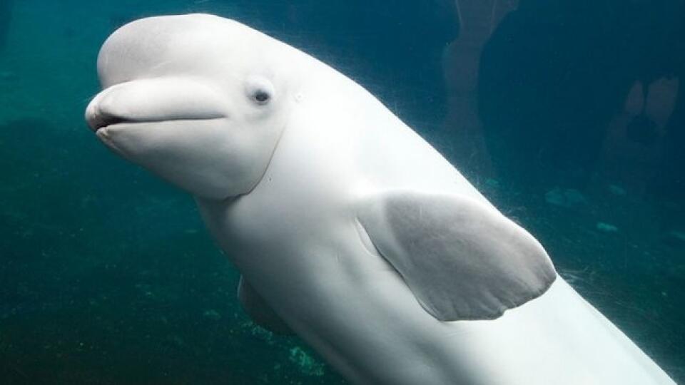 Pri švédskom pobreží sa objavila veľryba bieluha s postrojom, ktorú už v roku 2019 spozorovali v susednom Nórsku. Vyvolalo to vtedy obavy, že ju vycvičilo ruské námorníctvo pre účely špionáže. (Ilustračná foto)