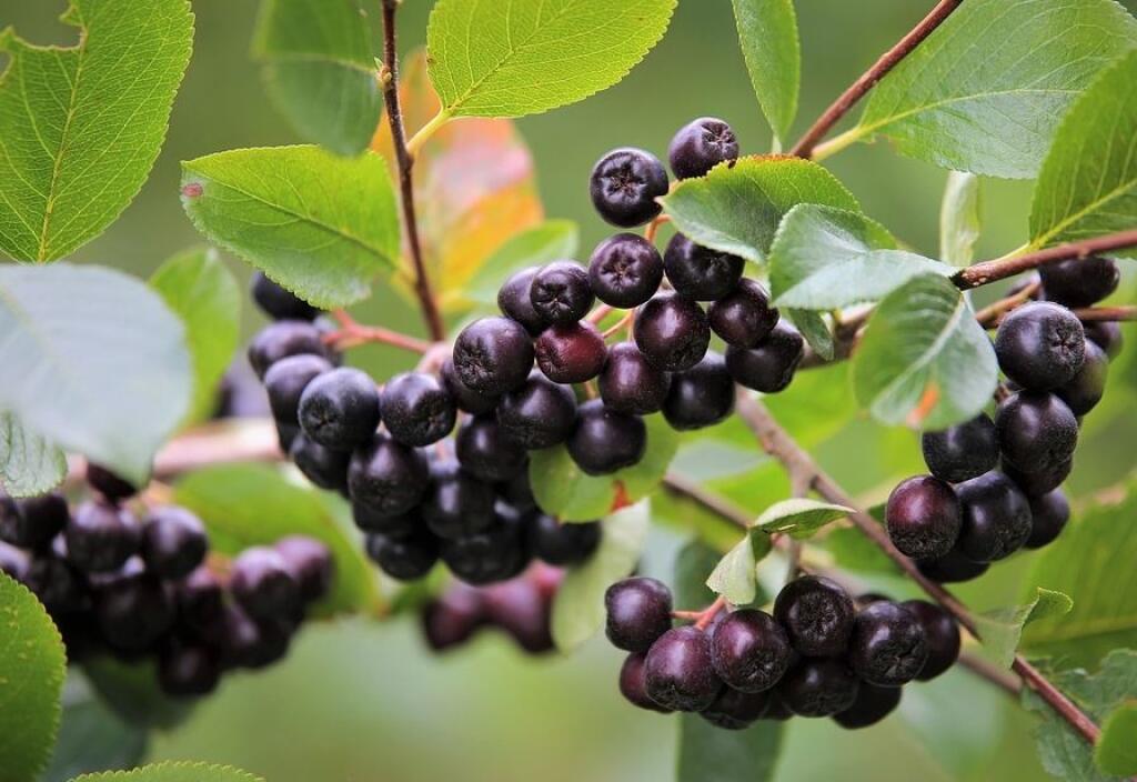Arónia alebo čierna jarabina je kráľovná antioxidantov.