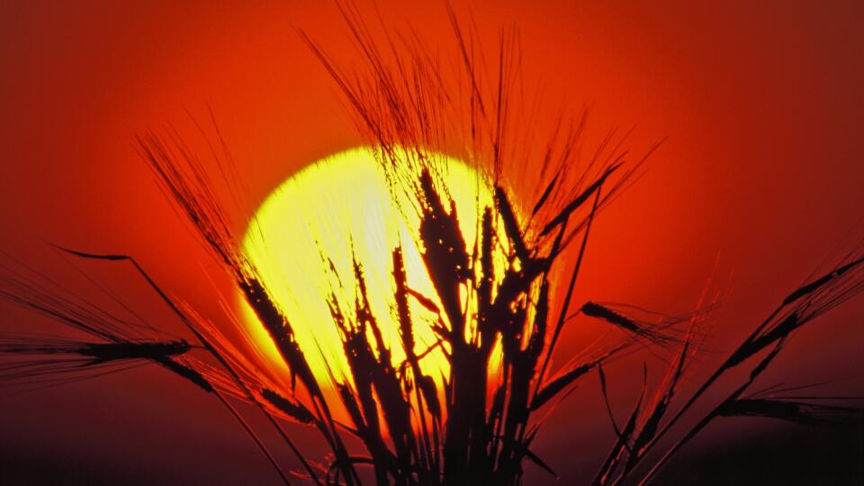 pôvodný súbor:grain in sun set.jpg