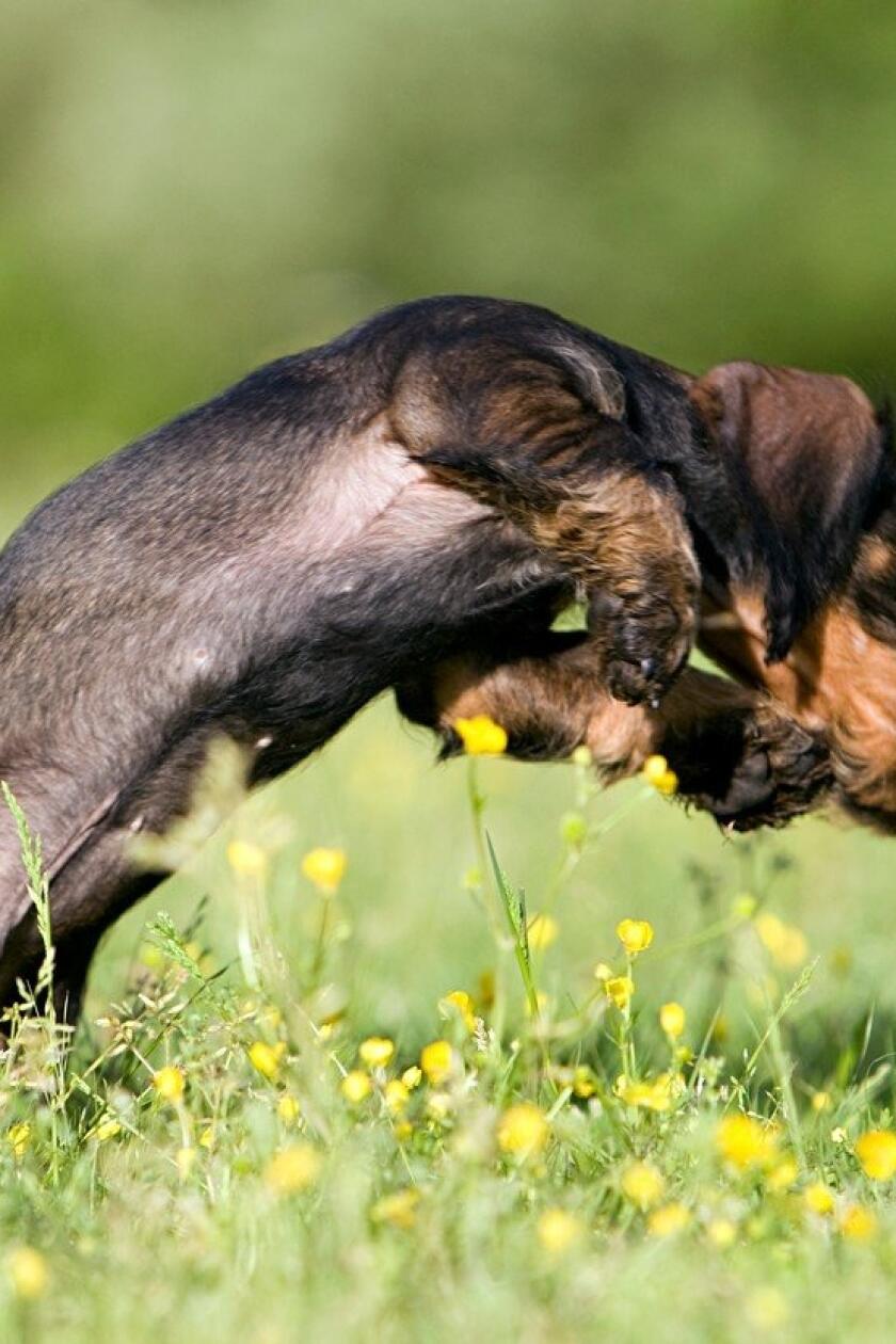 Hop :-)