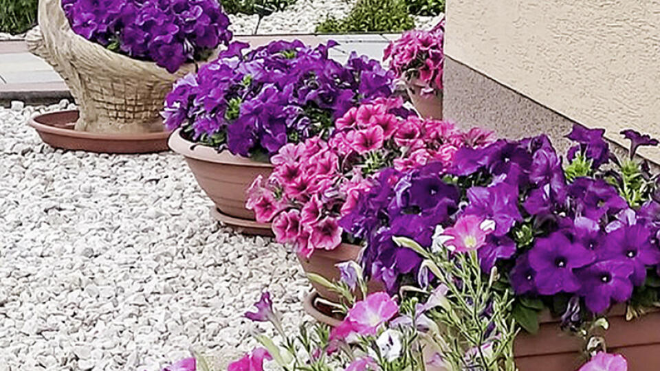 Takáto malá farebná oáza zdobila minulú sezónu okrasnú záhradu pani S. Strenkovej zo Svinice.