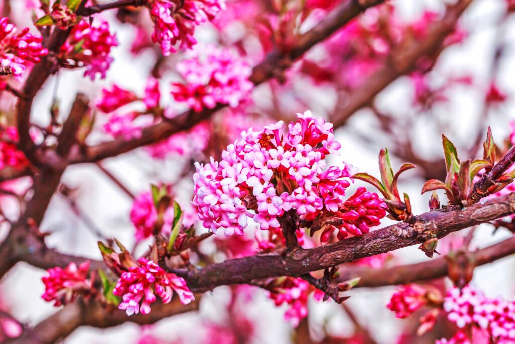 Kalina skorá ‘Dawn’ (Viburnum x bodnantense)