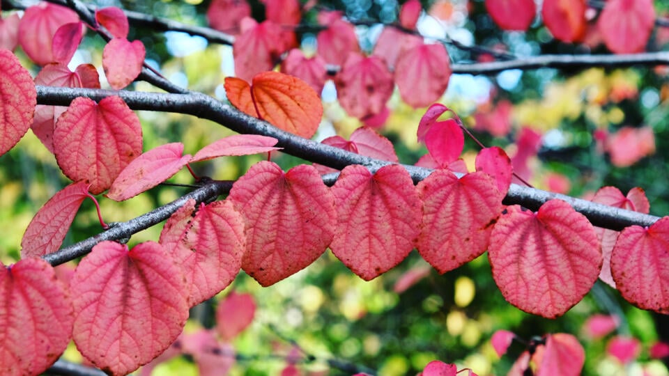 Cercidovník japonský (Cercidiphyllum japonicum) sa často nazýva aj „katsura tree“.