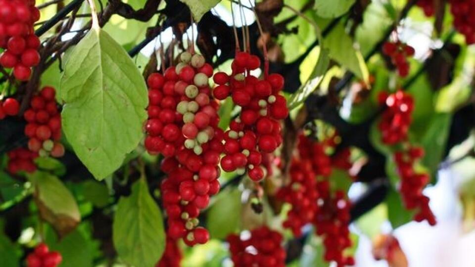 Schizandra čínska (Schisandra chinensis)