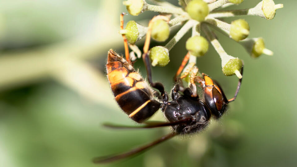 Vespa,Velutina,Nigrithorax,Chinese,Hornet,Foraging,On,Ivy