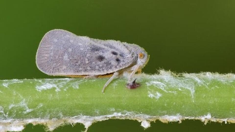 Voskovka zavlečená (Metcalfa pruinosa)