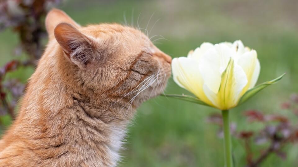 Red,Cat,Smells,Like,A,Tulip.,Close-up,Portrait,Of,A