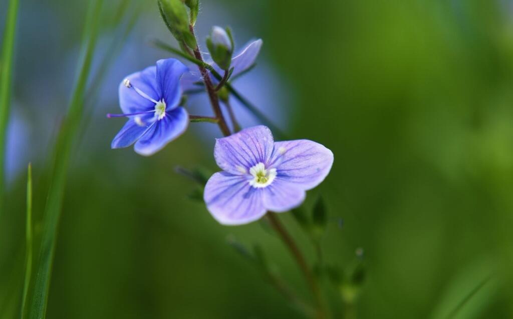 Veronika lekárska (Veronica officinalis) je trvalka.