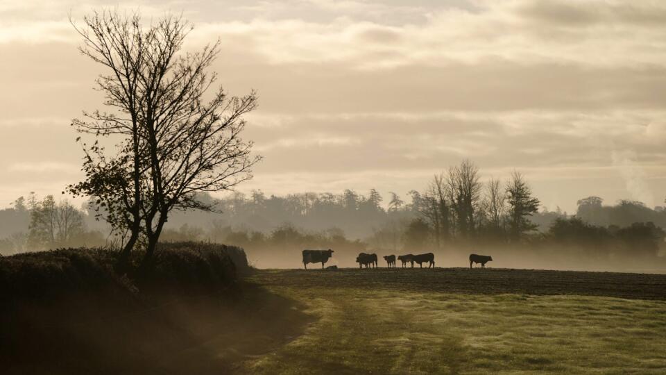 EBE 29 Athy - Kravy sa pasú na poli s prízemnou hmlou v Athy v írskom grófstve Kildare skoro ráno v stredu 10. novembra 2021. FOTO TASR/AP
Cows graze in a field surrounded by a low mist in Athy, Co Kildare, Ireland, Wednesday, Nov. 10, 2021. (Niall Carson/PA via AP)