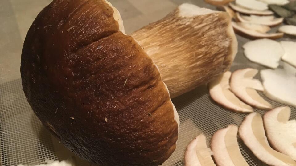 Hubárska sezóna 1