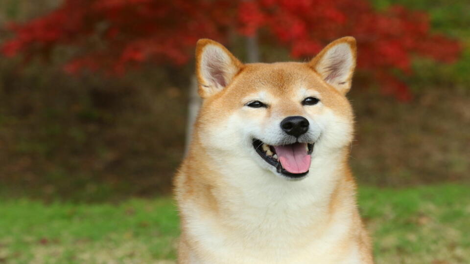 Japanese,Dog,Shiba,Inu
