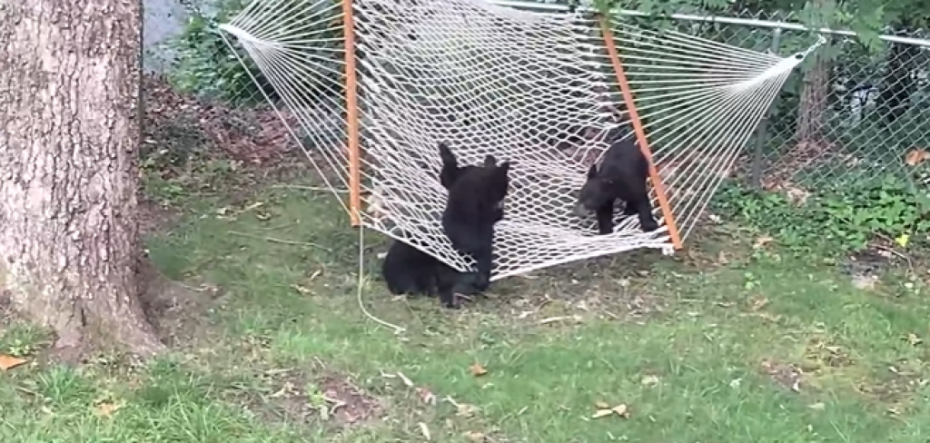 Medvieďatám sa na hojdacej sieti veľmi páčilo.