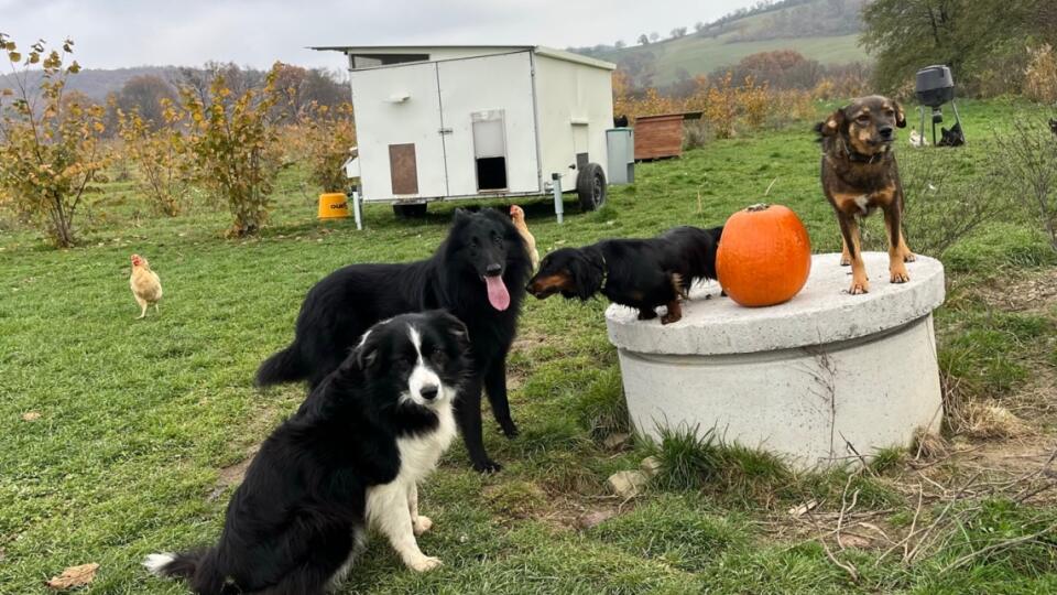 Celoročnú ochranu v sade zabezpečujú psy Joey, Noe, Phoebe a Boni, ktoré so sliepkami žijú a chránia ich pred nebezpečenstvom