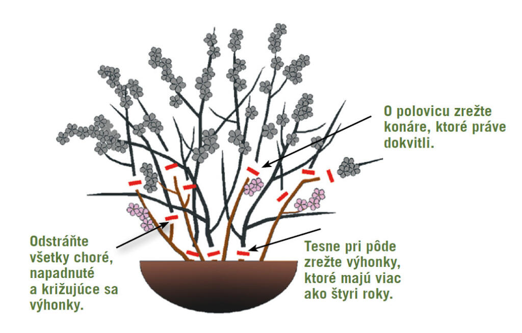 Rez okrasného kra po odkvitnutí.