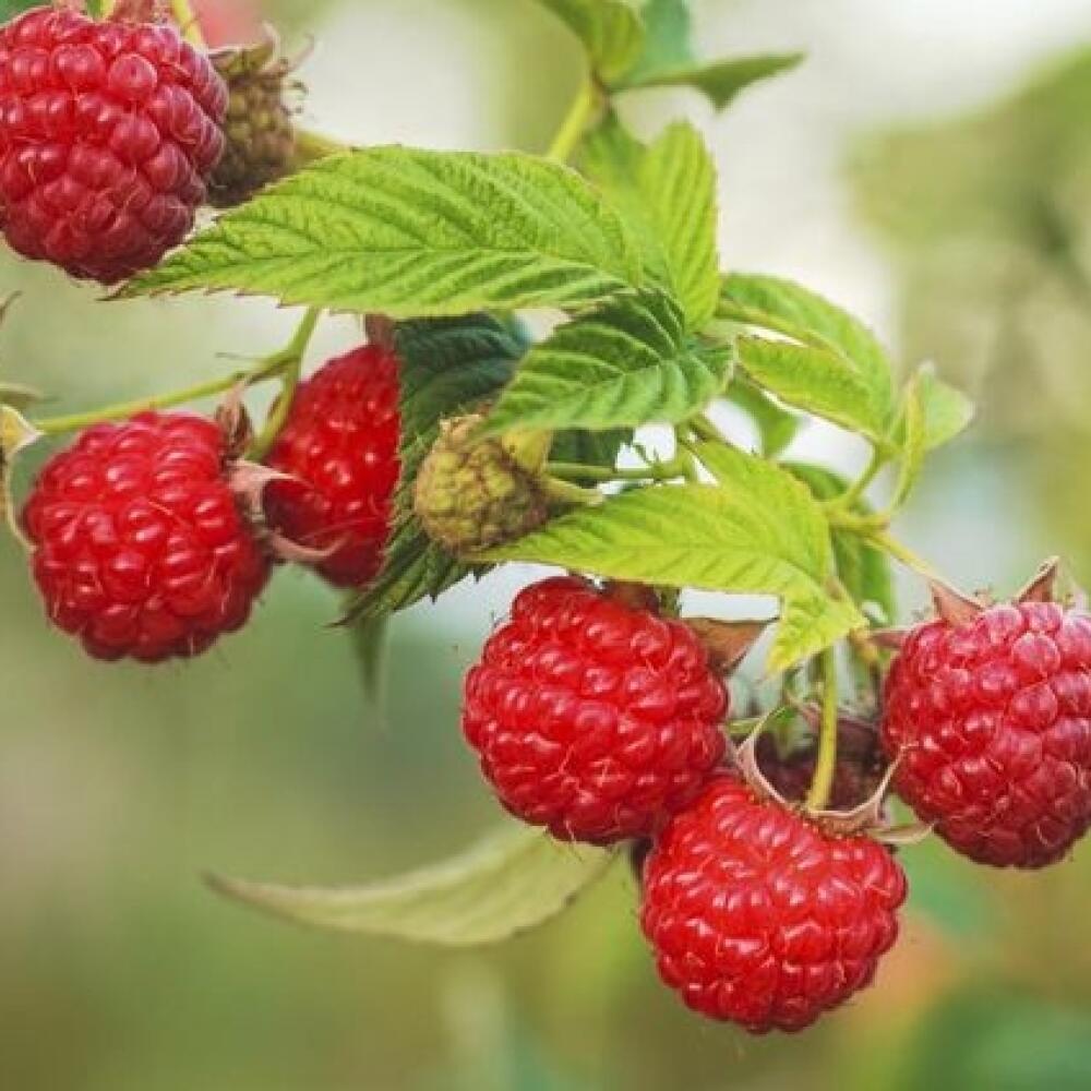 Pôvodcom hubového ochorenia je Didymella applanata.