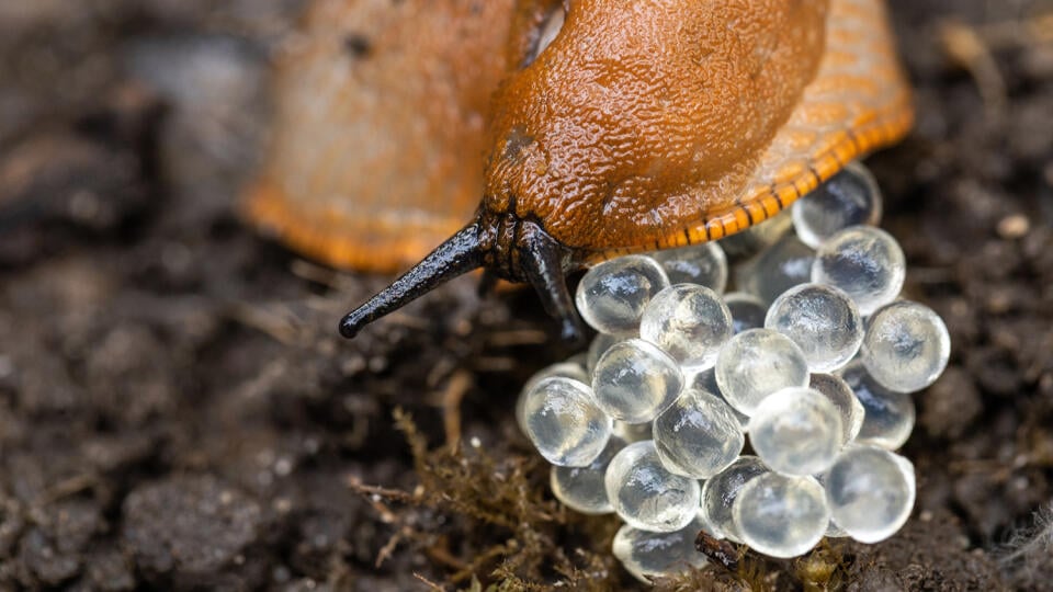 The,Invasive,Destructive,Snail,Lays,Eggs