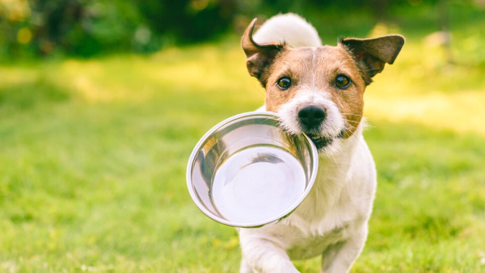 Hungry,Or,Thirsty,Dog,Fetches,Metal,Bowl,To,Get,Feed