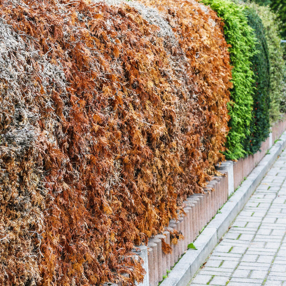 Thuja,Hedge,Damaged,By,Drought,,Brown,Spots,In,The,Hedge,
