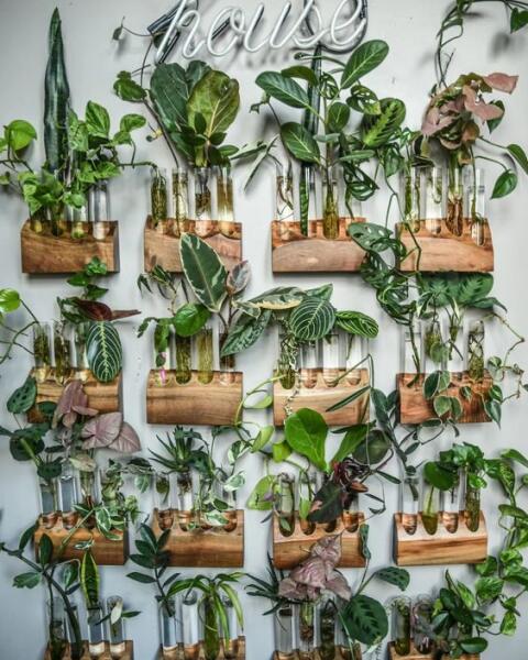 ODREZKY miesto izbových rastlín? Nový HIT, ktorý si zamilujete!