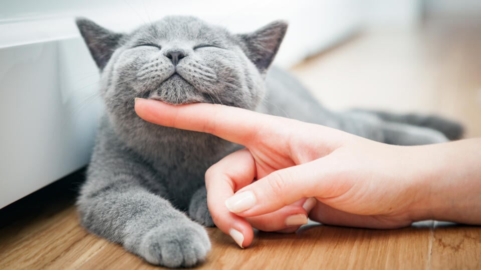 Happy,Kitten,Likes,Being,Stroked,By,Woman's,Hand.,The,British