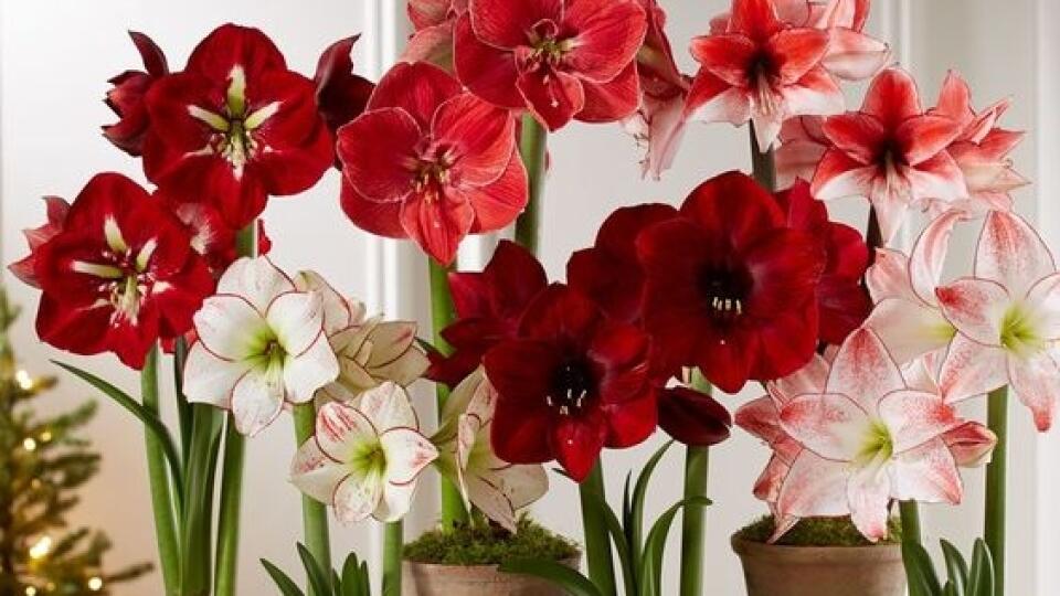 Zornica hybridná (Hippeastrum x hortorum)