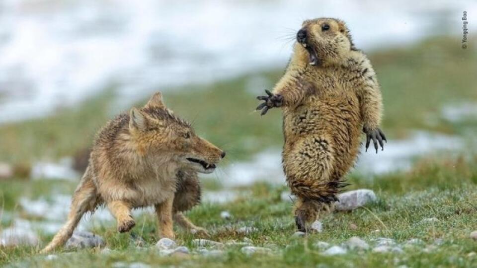 Svište sú zvláštne tvory a vieme i nich pramálo. eden z nicj sa ocitol aj na víťaznej fotografii súťaže Wildlife Photographer of the Year 2019
