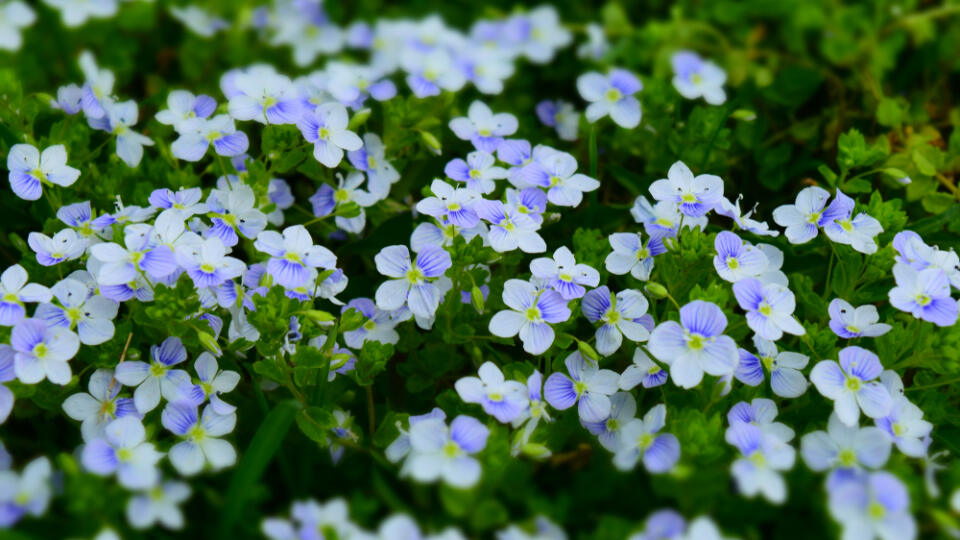 Veronica,Chamaedrys,Floral,Spring,Background.,Bright,Little,Blue,Flowers.