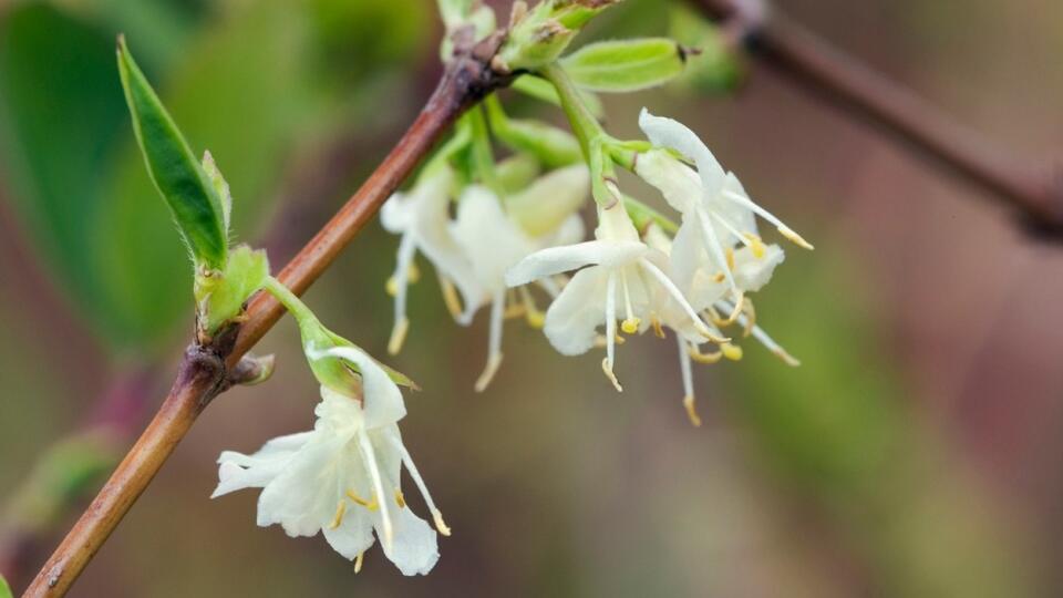 Zemolez Purpusov (Lonicera x purpusii)