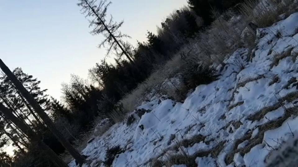 Jelenia ,,ruja,, koncom januára? Toto video je dôkazom, že to možné je !