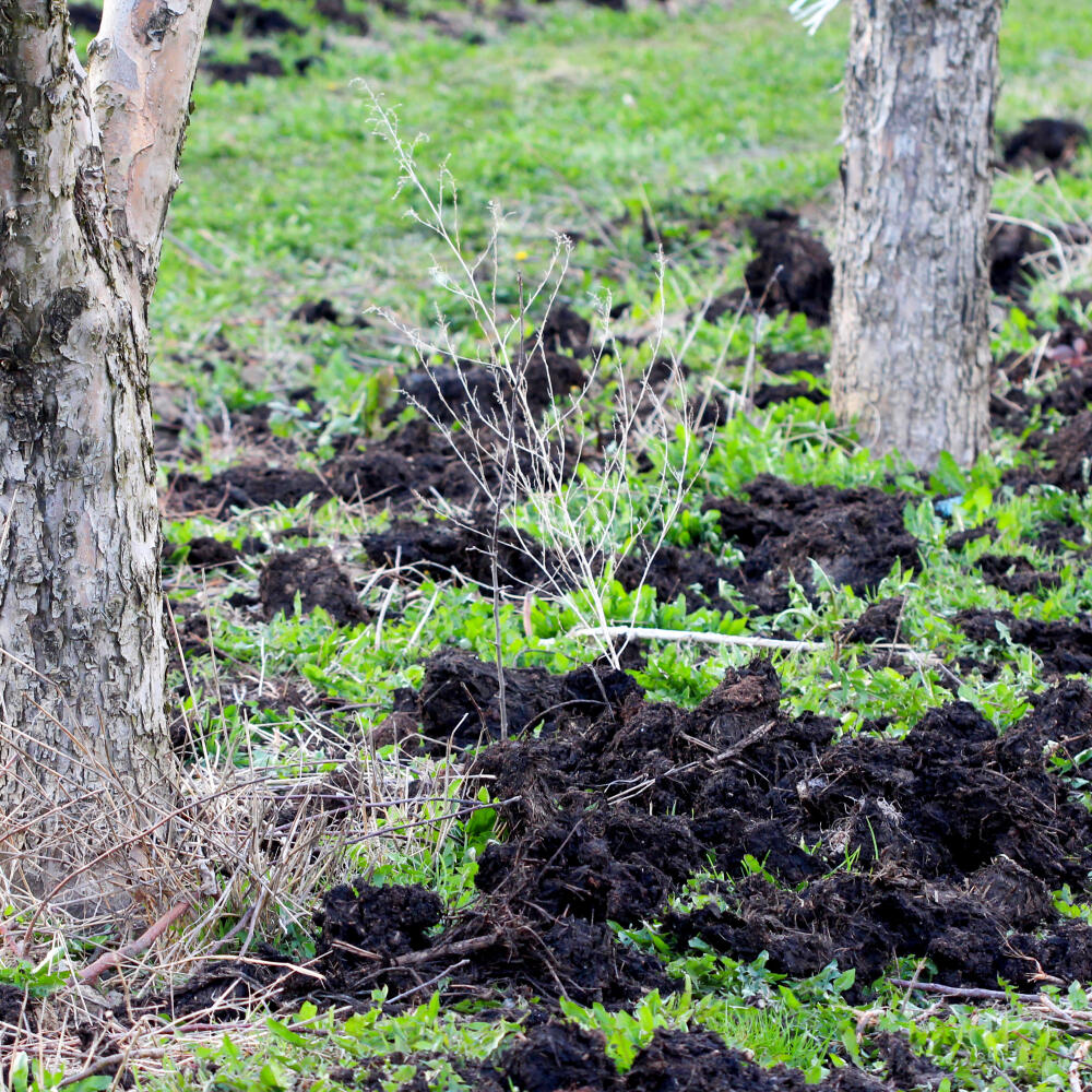 Maštaľný hnoj je výborný zdroj živín v organickej forme. Jeho použitie má v prípade ovocných drevín zmysel pri zakladaní ovocnej výsadby. Musí sa dobre zapracovať do pôdy, aby sa z neho nevytratil dusík.