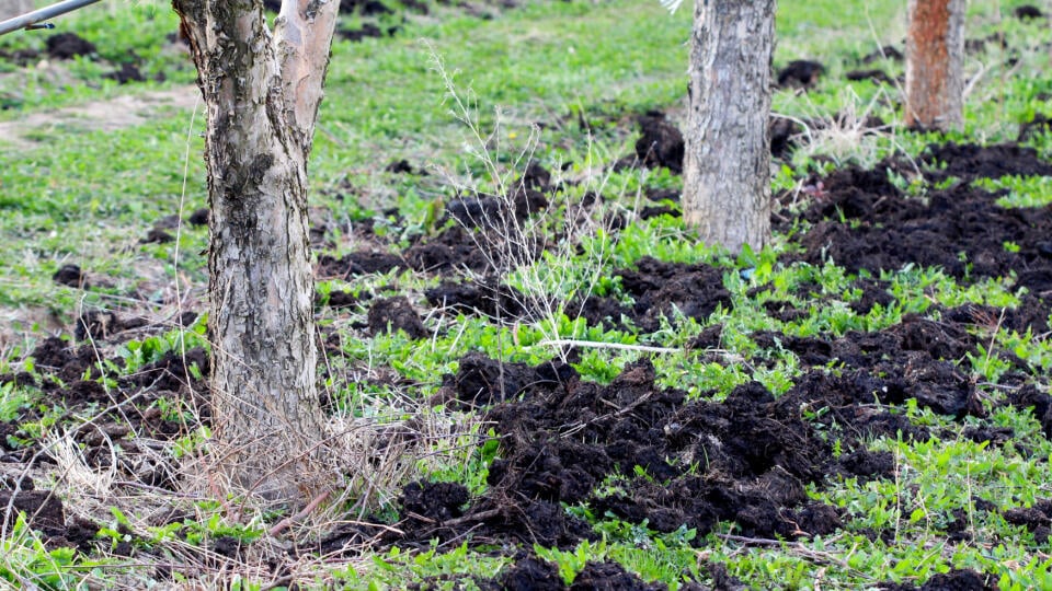 Maštaľný hnoj je výborný zdroj živín v organickej forme. Jeho použitie má v prípade ovocných drevín zmysel pri zakladaní ovocnej výsadby. Musí sa dobre zapracovať do pôdy, aby sa z neho nevytratil dusík.