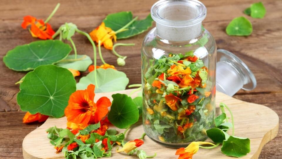 Making,Tincture,From,Tropaeolum,Majus,,Also,Called,Garden,Nasturtium,Or