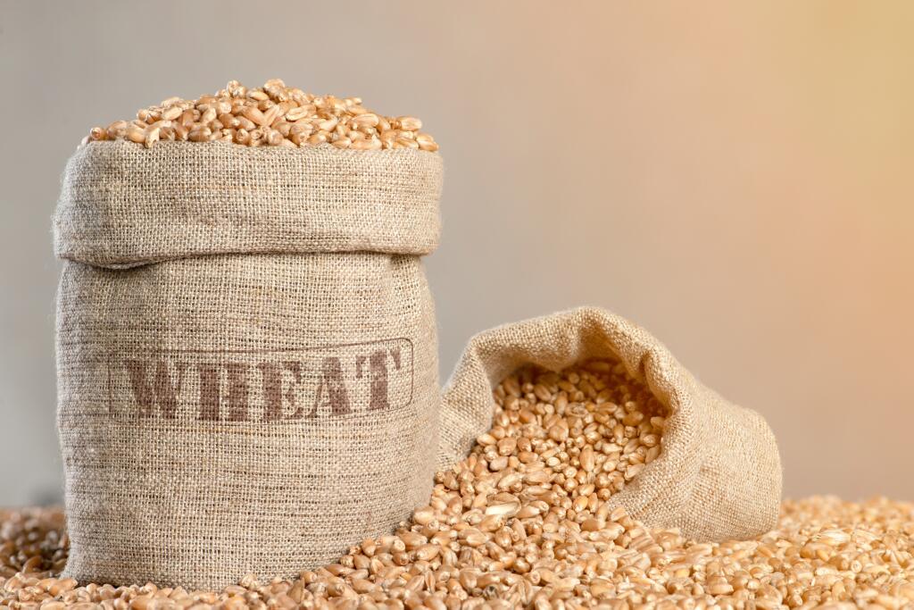 World,Food,Crisis.,Grains,Of,Wheat,,Close-up.,Grain,Harvest,,Poor