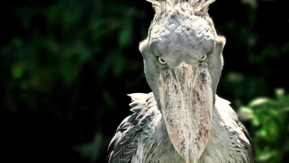 A,Shoebill,(balaeniceps,Rex),Stork,Standing,Surrounded,By,Plants,And