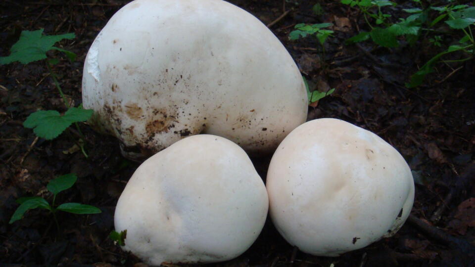Vatovec obrovský (Calvatia gigantea)