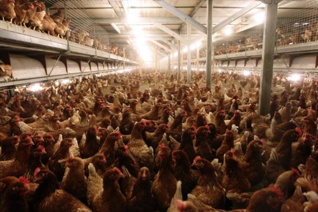 Poľskí farmári dopujú zvieratá ilegálnymi látkami