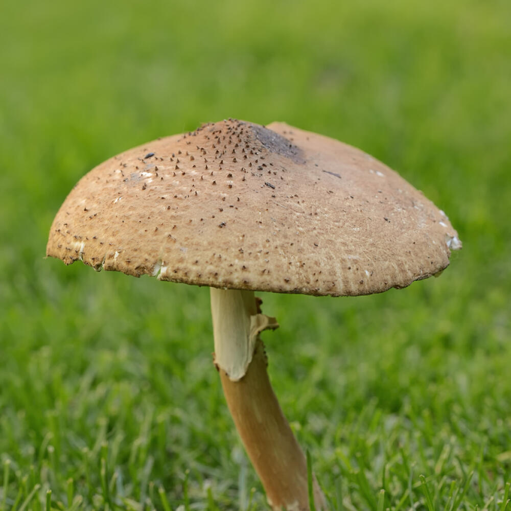 huba