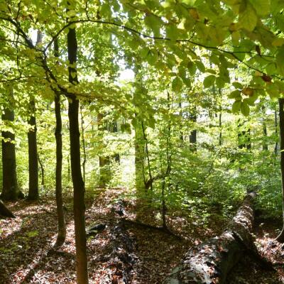 Paradox v slovenskom pralese: Mŕtve drevo v Havešovej je plné života
