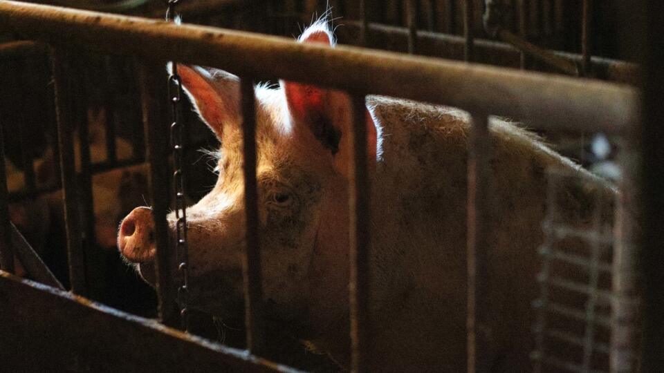 Preventívne: Všetky prasiatka, ktoré boli vo Veľkom Kamenci veterinári usmrtili. Aj keď boli zdravé a niektoré len pár dňové.