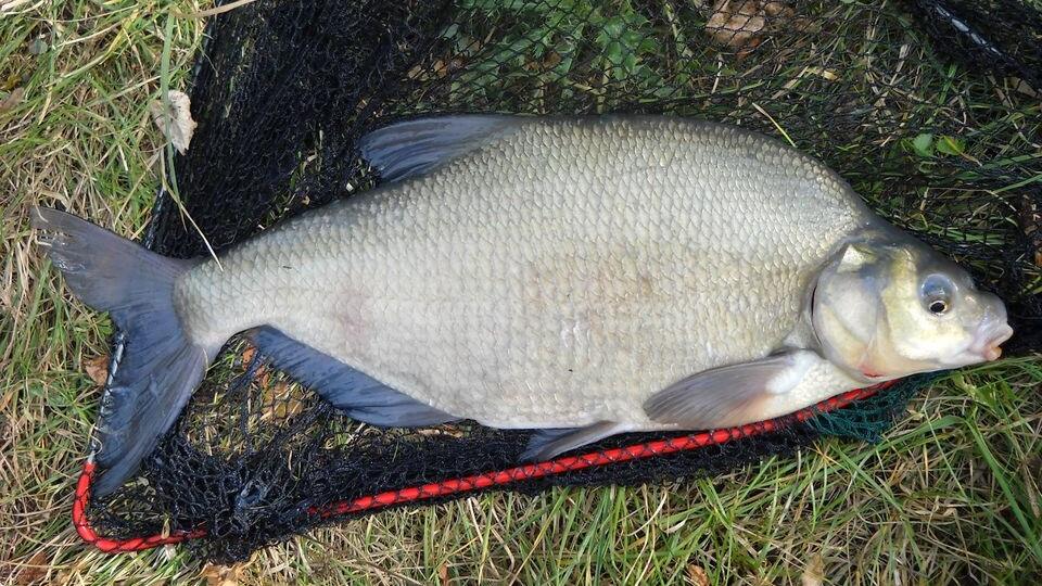 Pleskáč vysoký, 54 cm, revír MsO SRZ Zvolen