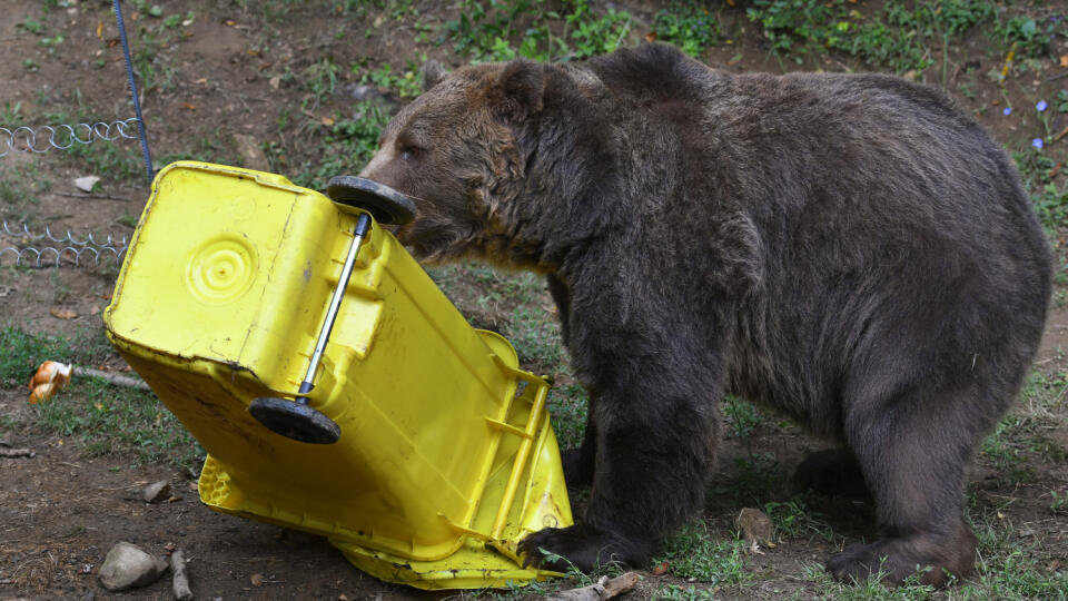 Testovanie odolnosti kontajnera pred vniknutím medveďa v ZOO Košice