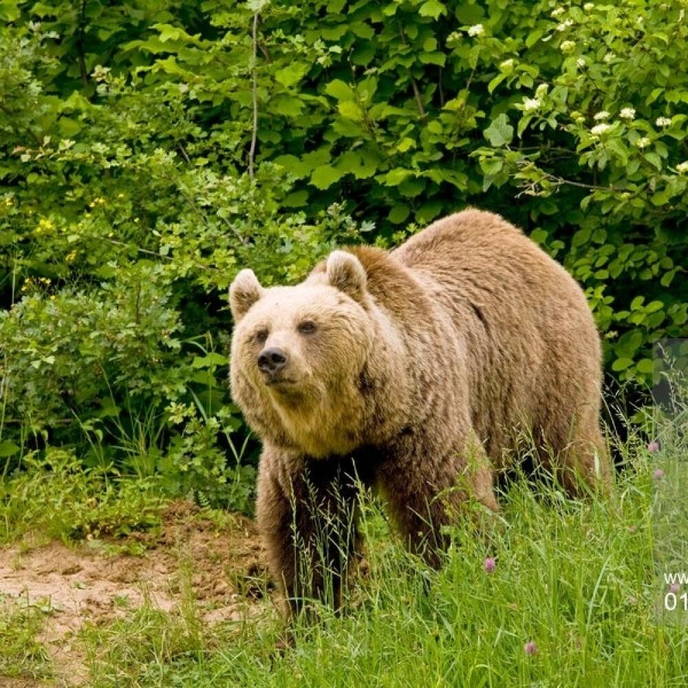 Medveď
